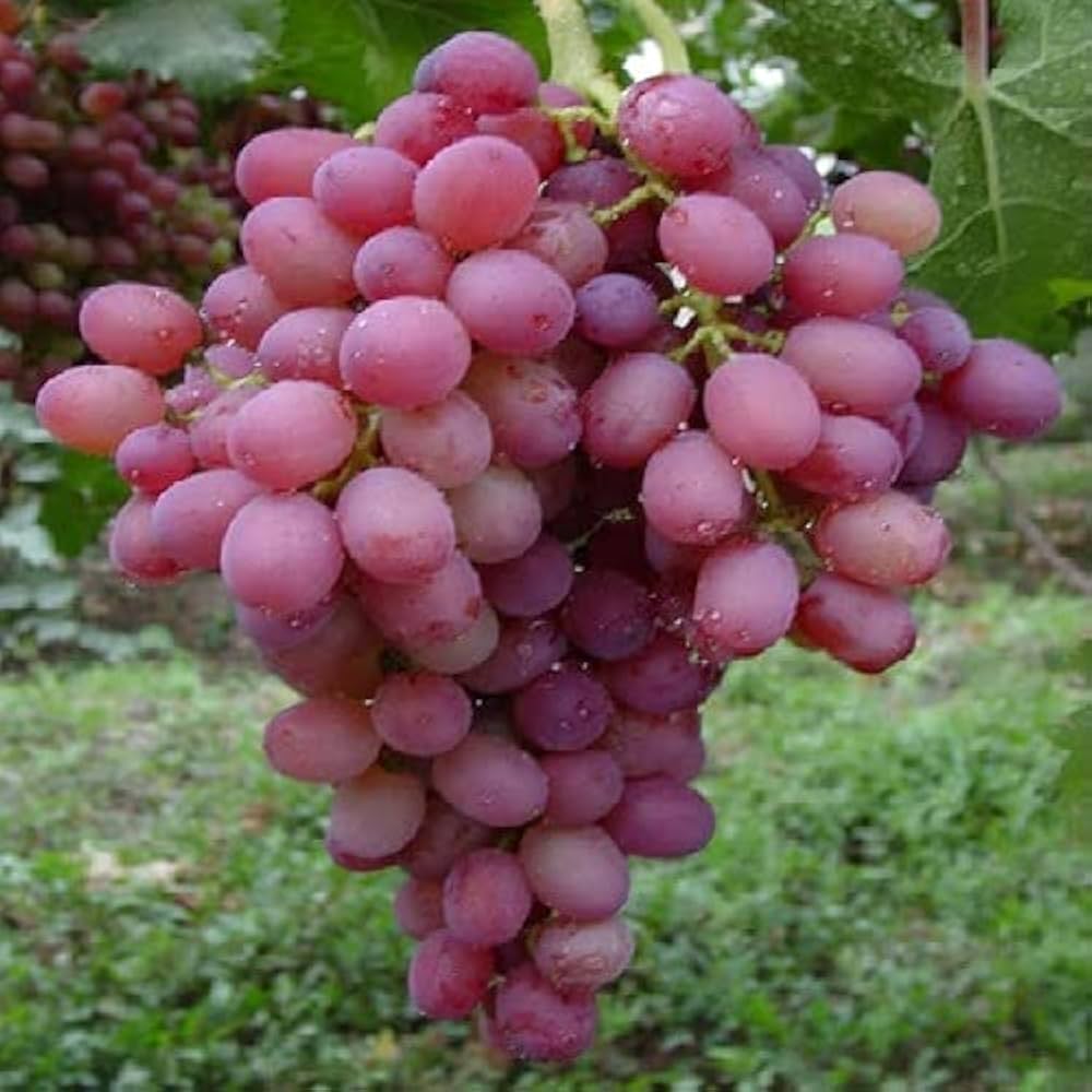 Giant Red Globe Grape (Vitis vinifera) Fruit Vine Seeds