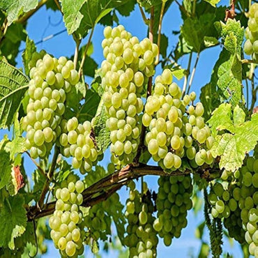 Sauvignon Blanc Wine Grape Vitis vinifera Fruit Seeds