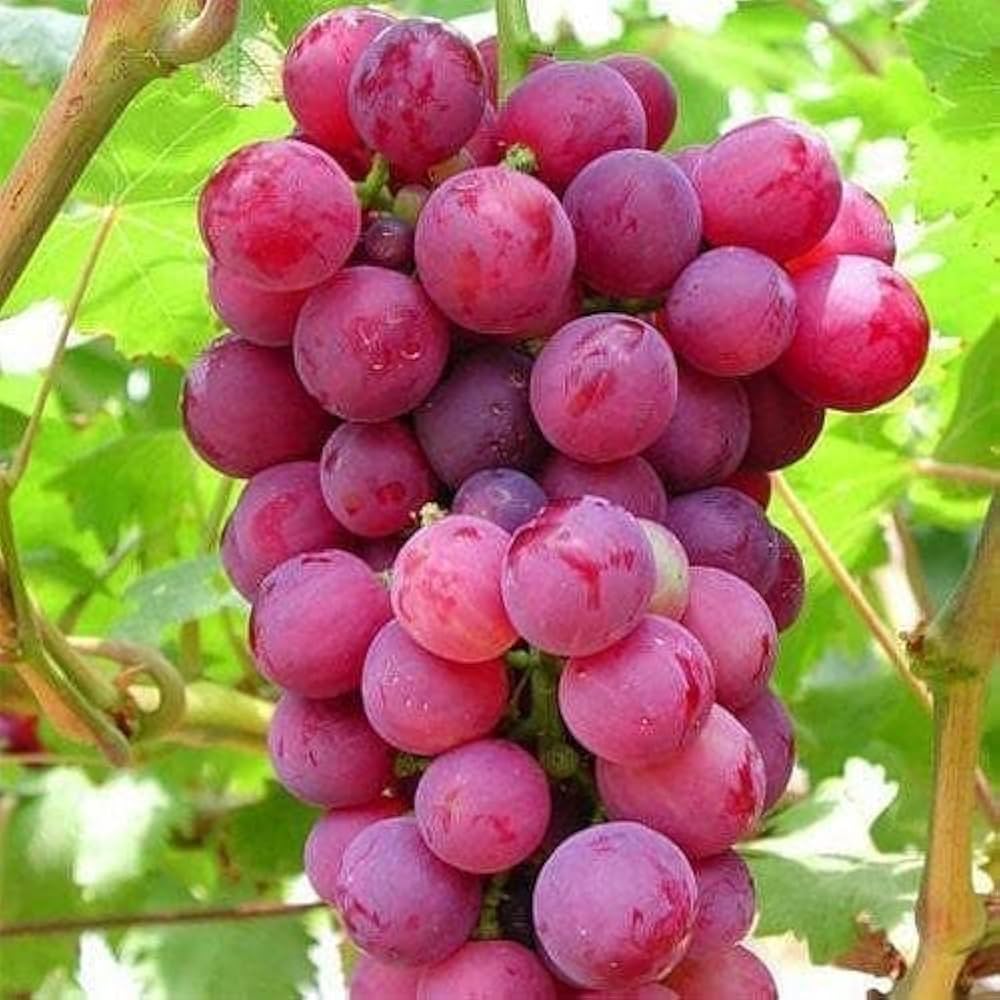 Gemischte kernlose Weintrauben Vitis vinifera Samen