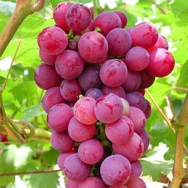 Gemischte kernlose Weintrauben Vitis vinifera Samen