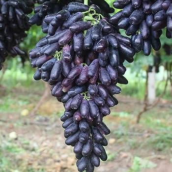 Black Finger Grape (Vitis Vinifera) Fruit Vine Seeds