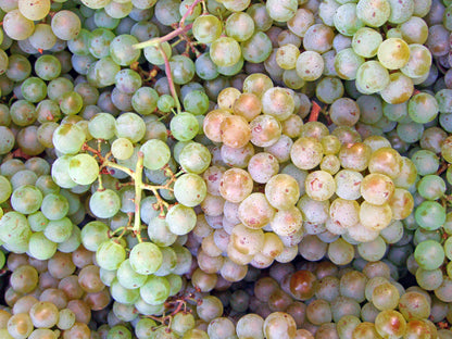Wine Grape (Vitis vinifera) Domestic Mixed Colors Fruit Vine Seeds