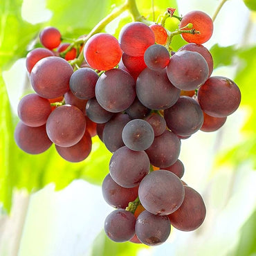 Grape Vitis vinifera Fruit Seeds for Planting for Orchard