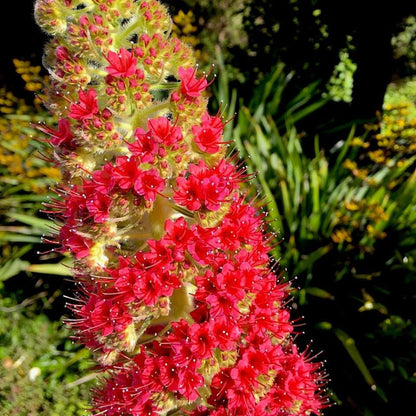 Echium Wildpretii Flower Seeds