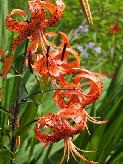 Turk's Cap Lily Flower Seeds