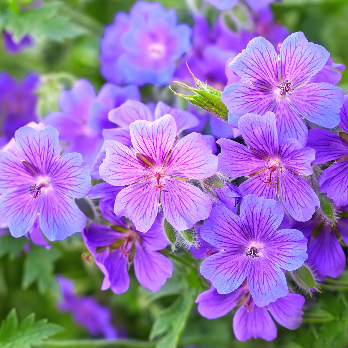 Efeu-Geranien-Blumensamen zum Pflanzen – Perfekt für Beete, Erbstück- und gentechnikfreie Samen für den Hausgarten