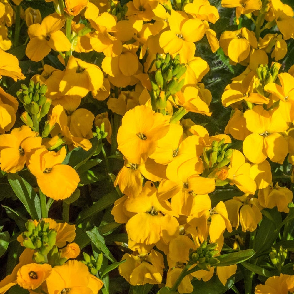 Yellow Wallflowers Growing Along Garden Border
