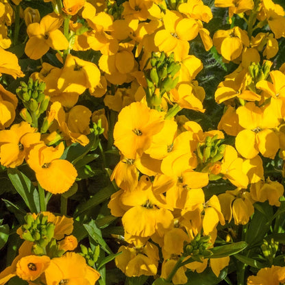 Yellow Wallflowers Growing Along Garden Border