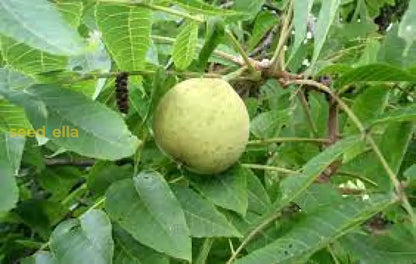 Green Walnut Fruit Planting Seeds - Nutritious Seeds for Home Gardening & Sustainable Planting