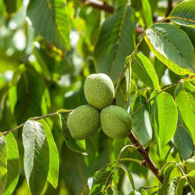 bonsai nut tree Evergreen Walnut Velvet Organic Non Gmo Fruit Nut Tree Bonsai Seeds For Your Garden Organic Garden Seeds – Pure Asia Seeds