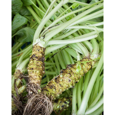 Semi di verdure Wasabi