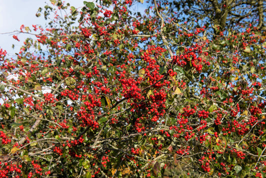 Washington Hawthorn Crataegus Phaenopyrum Mayflower Shrub Tree Seeds – Edible Fruit & White Flowers heirloom non-gmo organic garden seeds