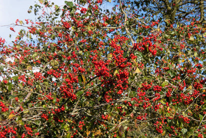 Washington Hawthorn Crataegus Phaenopyrum Mayflower Shrub Tree Seeds – Edible Fruit & White Flowers heirloom non-gmo organic garden seeds