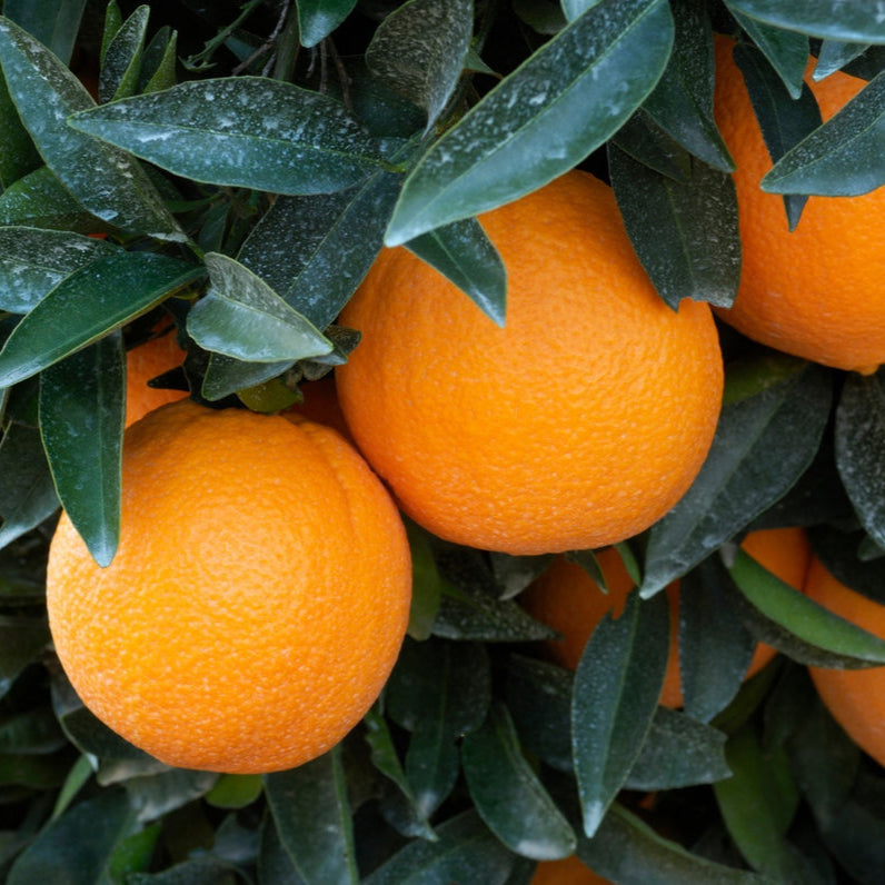 Sweet Navel Orange Fruit Seeds