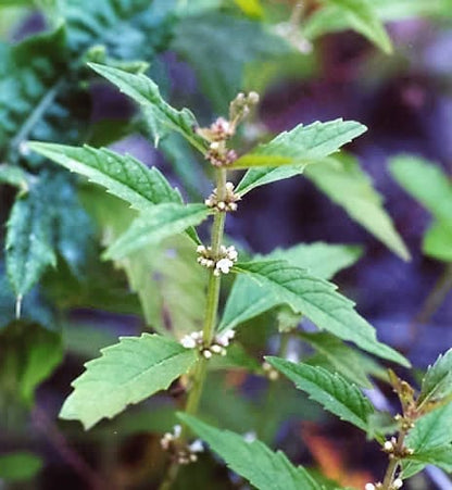 Water Horehound Lycopus Americanus American Bugleweed Herb Flower Seeds heirloom non-gmo organic garden seeds