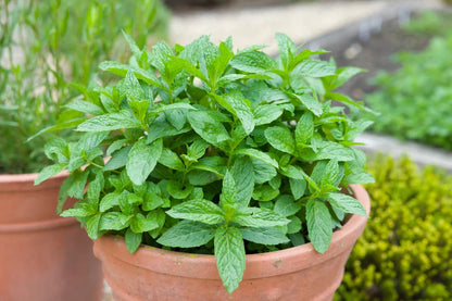 Green Water Mint Seeds for Planting Perennial Water Garden Herb
