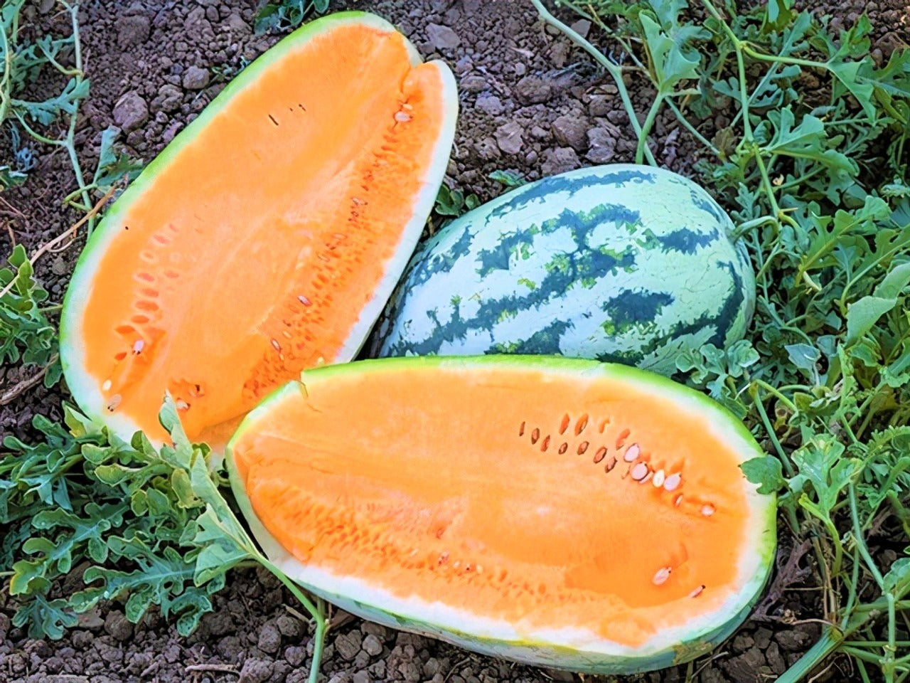 Tendersweet Orange Watermelon (Citrullus lanatus) Orange Flesh Melon Seeds