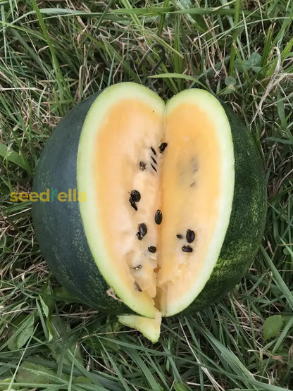 Orange Watermelon Seeds for Planting - Grow Your Own Juicy Fruit