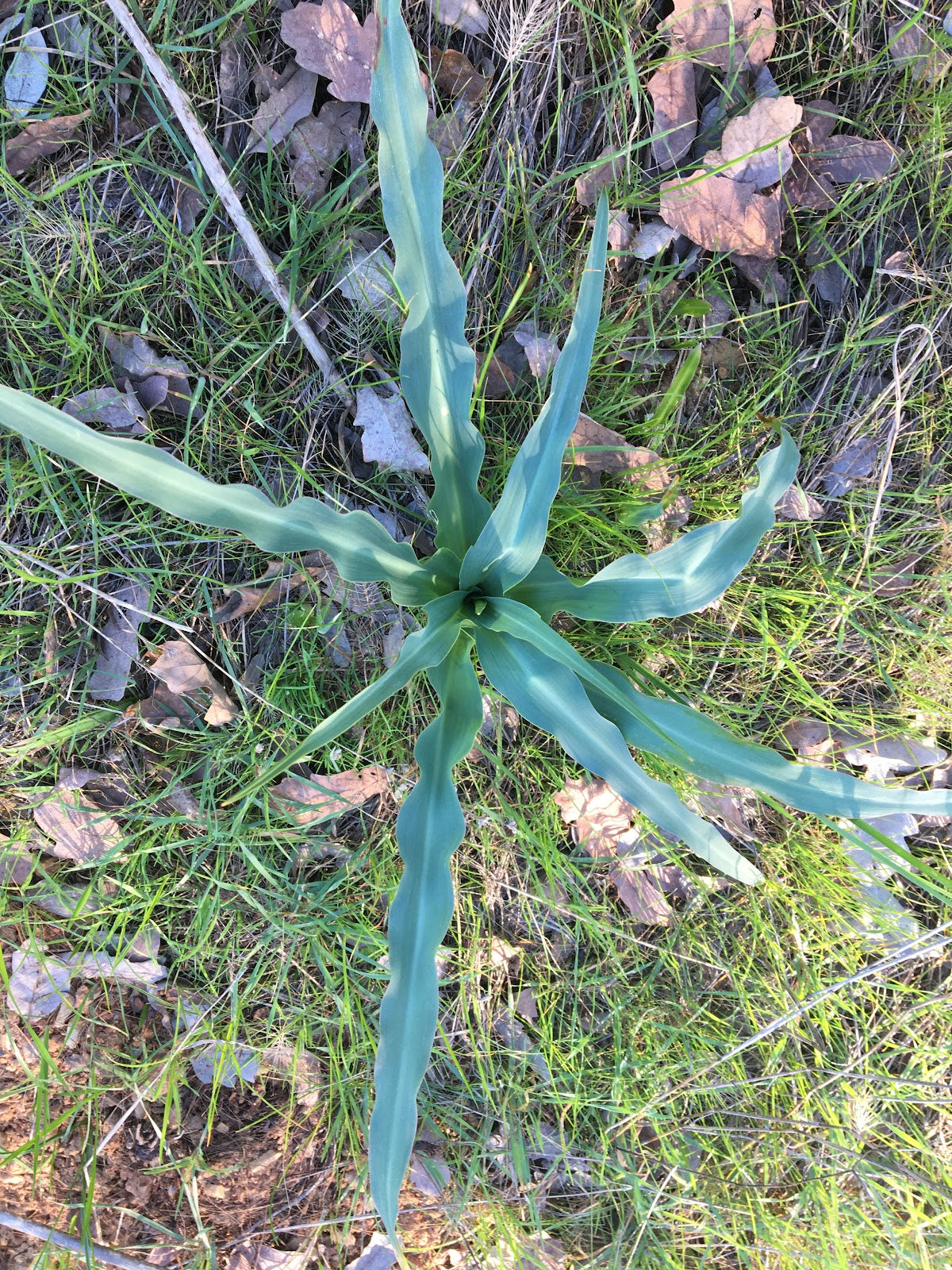 Wavy-Leafed Soap Plant (Chlorogalum pomeridianum) - California Soaproot, Amole Lily, Laothoe, White & Purple Striped Flower Native Herb Seeds