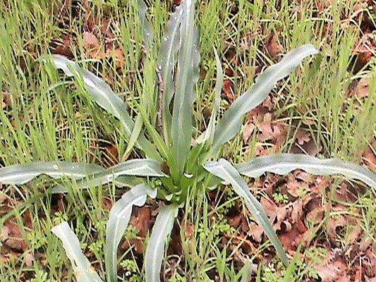 Wavy Leafed Soap Plant Chlorogalum Pomeridianum California Soaproot, Amole Lily, Laothoe, White & Purple Striped Flower Native Herb Seeds heirloom non-gmo organic garden seeds