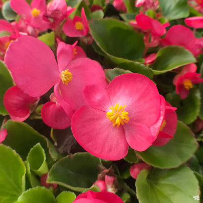 Colorful Wax Begonia Flowers in Garden