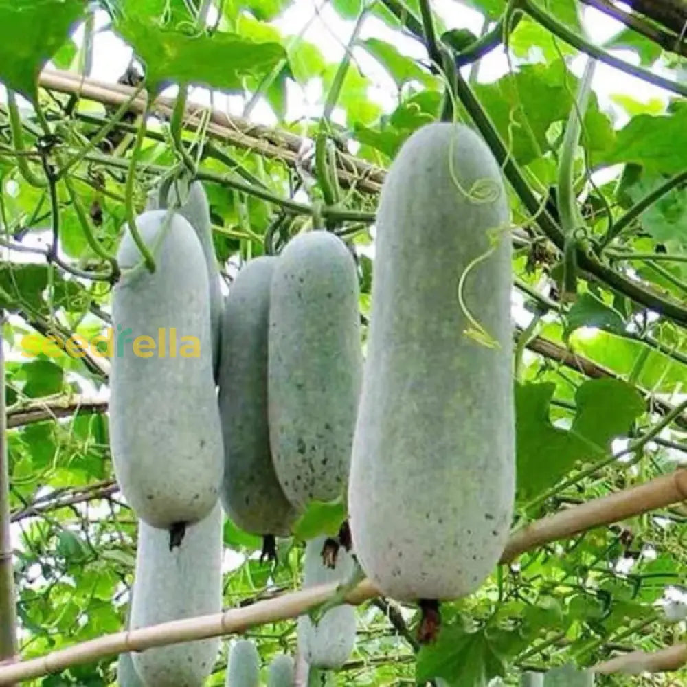 Wax Gourd Planting Seeds Ideal For Your Vegetable Garden heirloom non-gmo organic garden seeds
