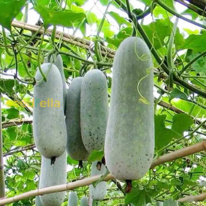 Wax Gourd Planting Seeds Ideal For Your Vegetable Garden heirloom non-gmo organic garden seeds