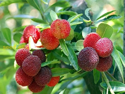 植え付け用ベイベリーの種子 - 高品質