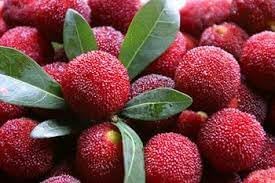 Waxberry Fruit Seeds For Home Gardening And Unique Harvests heirloom non-gmo organic garden seeds