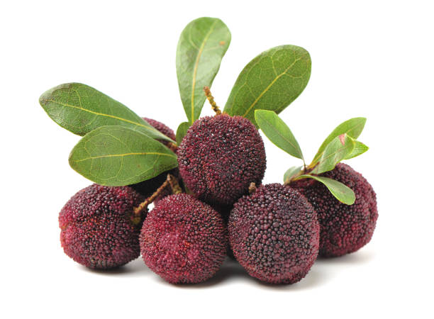 Waxberry Fruit Seeds for Home Gardening and Unique Harvests