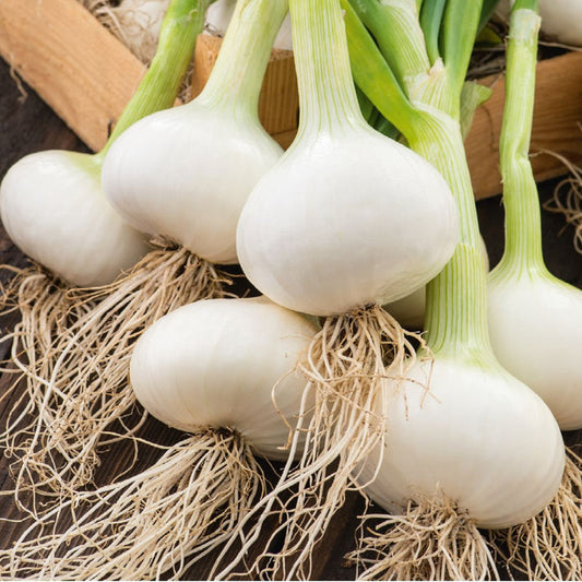Paris Silverskin Pearl Onion Vegetable Seeds