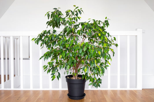 Weeping Fig Ficus Benjamina Benjamin Indian Rubber Tree Houseplant Seeds heirloom non-gmo organic garden seeds