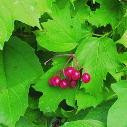 Wentworth Hochsträuchige Moosbeere (Vaccinium corymbosum 'Wentworth') Samen