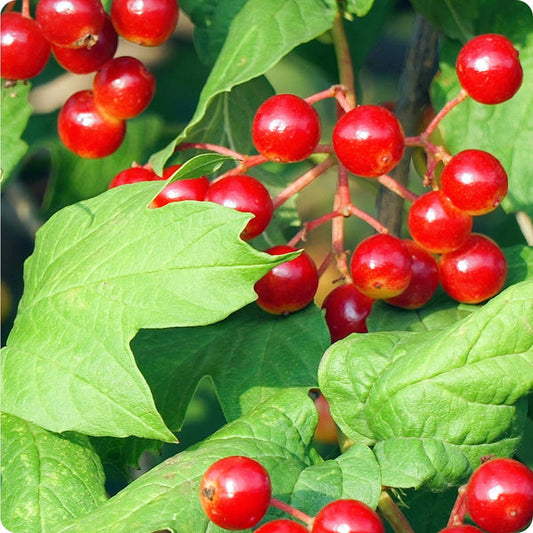 Wentworth High Bush Cranberry Vaccinium Corymbosum 'Wentworth' Seeds heirloom non-gmo organic garden seeds