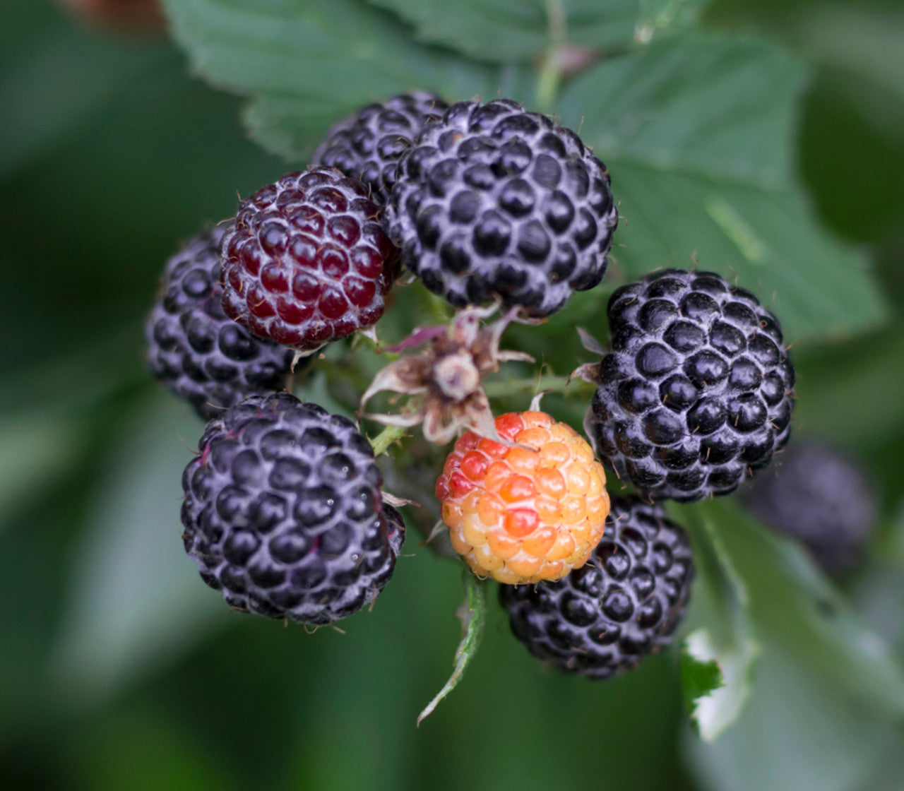 Whitebark Black Raspberry (Rubus leucodermis) Western Blackcap Raspberry Native Fruit Berry Seeds