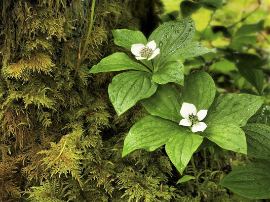 Western Bunchberry Alaskan Dogwood Canadian Cornus Unalaschkensis Groundcover Flower Seeds heirloom non-gmo organic garden seeds