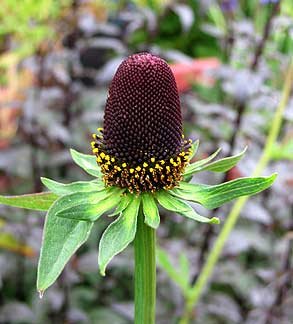 Western Coneflower (Rudbeckia occidentalis) Green Wizard Rayless Naked Chocolate Black Flower Herb Seeds