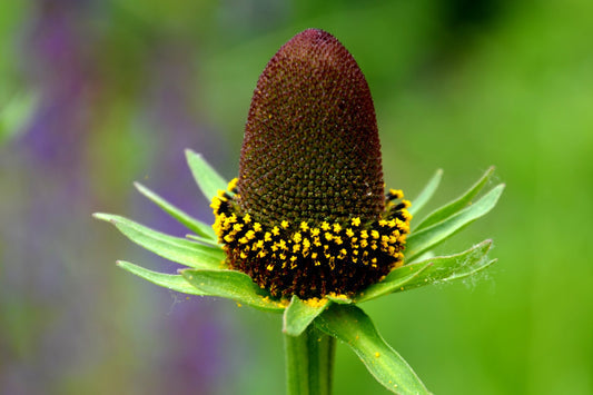 Western Coneflower Rudbeckia Occidentalis Green Wizard Rayless Naked Chocolate Black Flower Herb Seeds heirloom non-gmo organic garden seeds