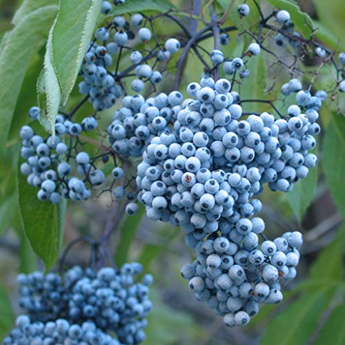 Blue Elderberry (Sambucus cerulea) – Arizona Blue Elder Tree Shrub – Fruit Berry Seeds