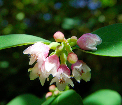 Western Snowberry Symphoricarpos Occidentalis Shrub White Pink Flower Seeds heirloom non-gmo organic garden seeds
