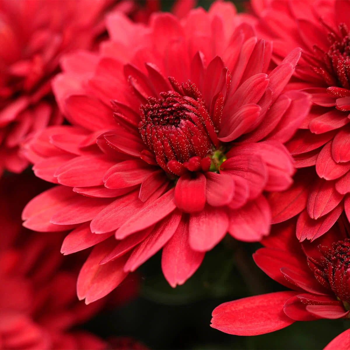 Rote Chrysanthemen-Blumensamen zum Pflanzen – Beliebte Schnittblume, Erbstücksamen & Gentechnikfreie Samen für den Hausgarten