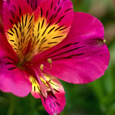 Pink Alstroemeria Flower Seeds
