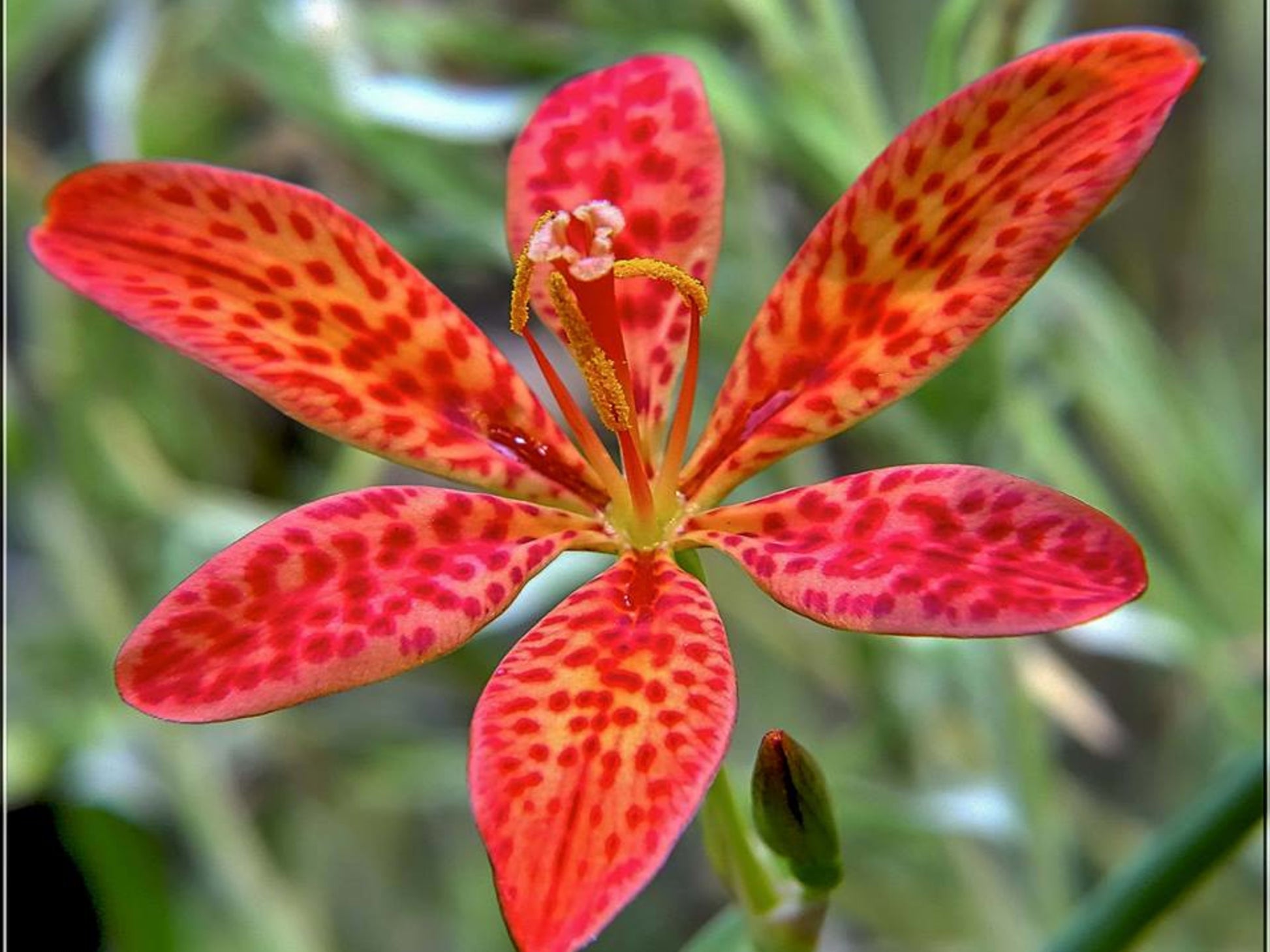 blackberry lily flower Blackberry Lily Flower Seeds for Planting – Heirloom, Non-GMO, Perenni – Pure Asia Seeds