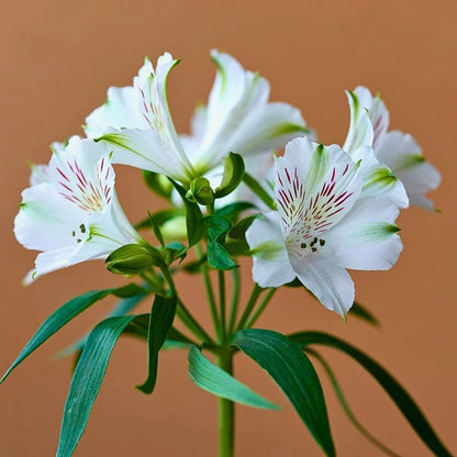 植え付け用白色アルストロメリアの種子 - 耐寒性品種、伝統種および遺伝子組み換えなしの家庭用庭園向け種子
