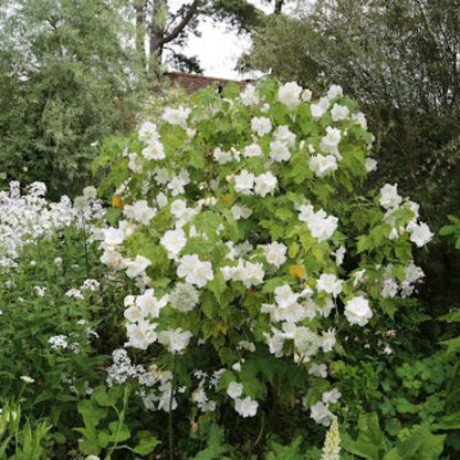 White Abutilon flowers in garden display