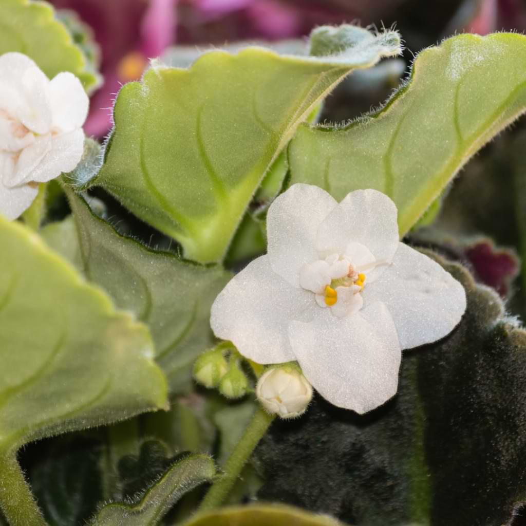 White African Violet Flower Seeds for Ground Cover Planting