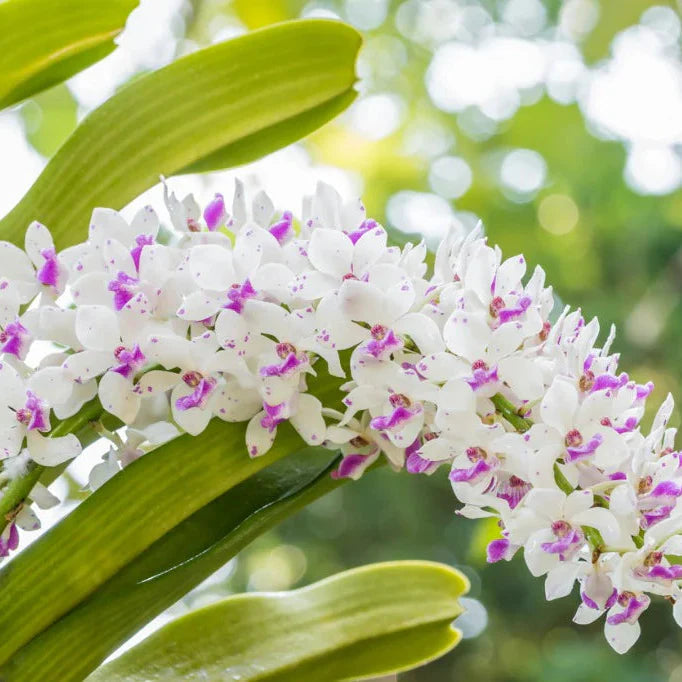 Purple & White Cymbidium Orchid Flower seeds for Planting Long Bloom Season Heirloom & GMO Free Seeds for Home Garden
 
 Sale seeds for home garden planting