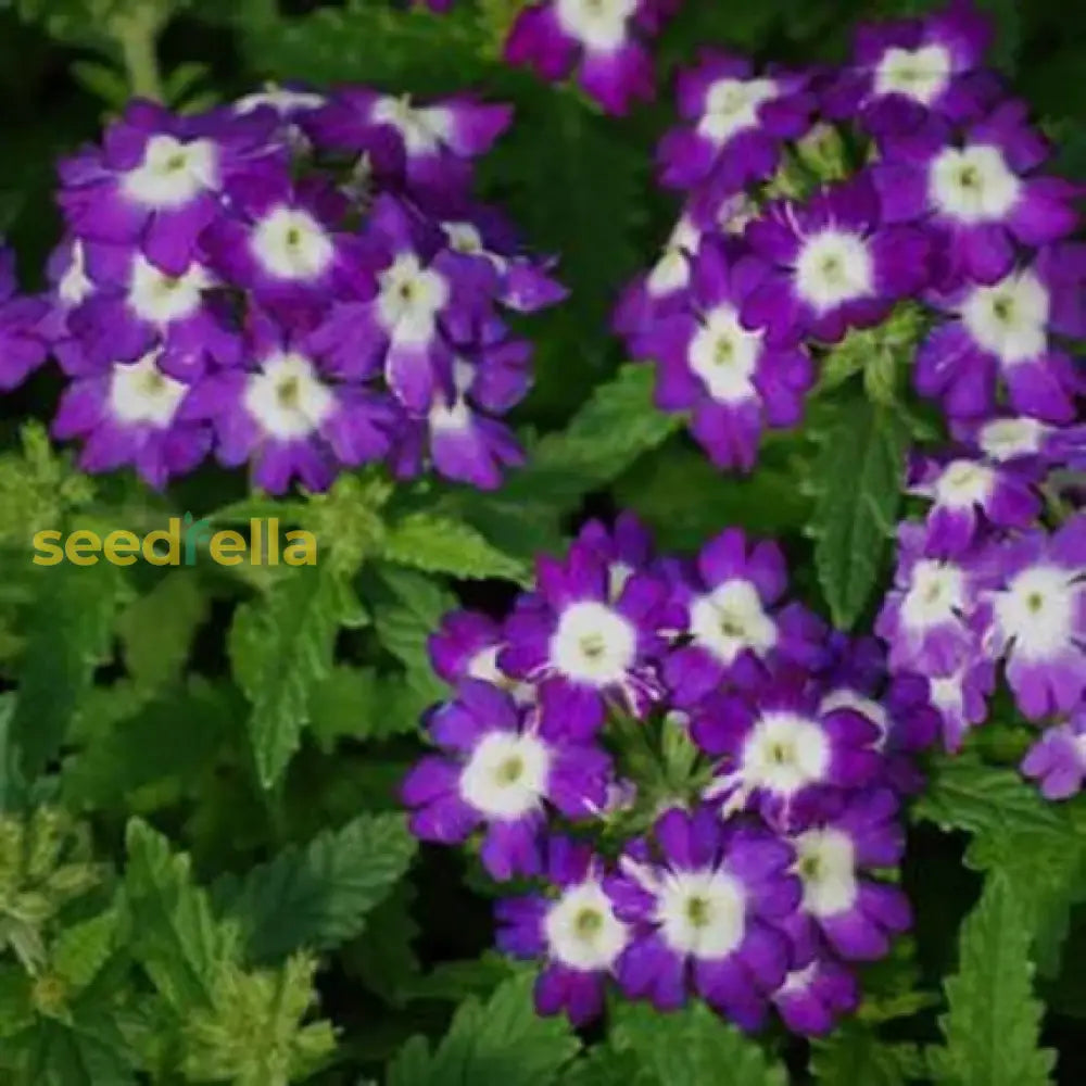 White And Purple Verbena Flower Seeds For Vibrant Garden Displays  Perfect Planting Landscape