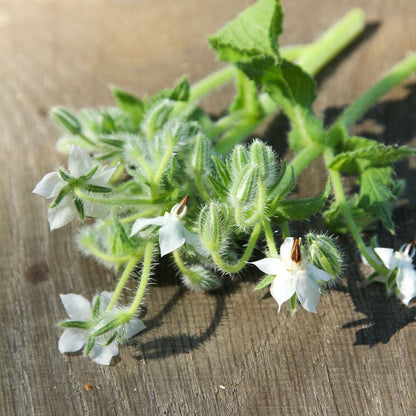 White Borage (Borago officinalis 'Bianca') Herb & Flower Seeds