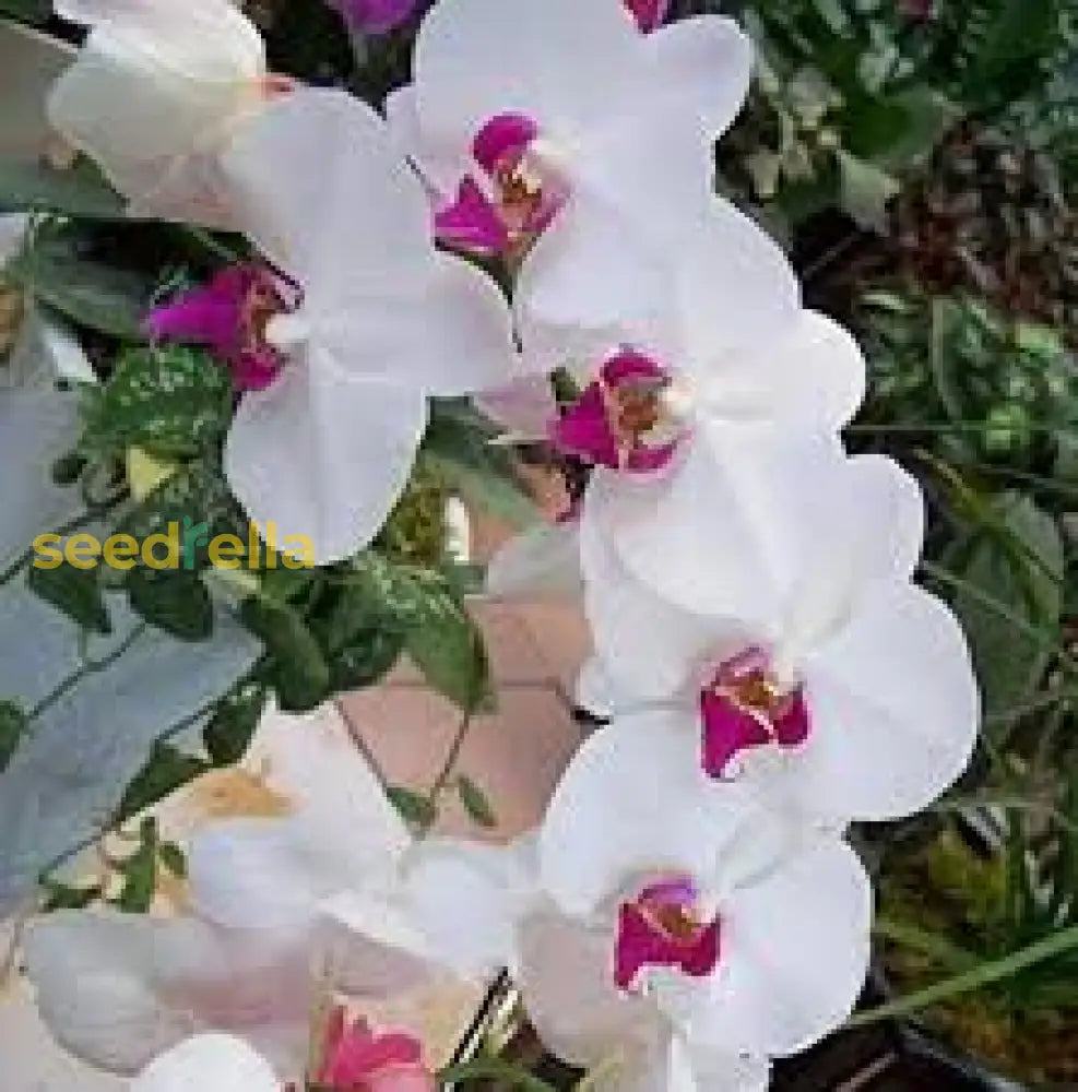 White Butterfly Orchids Seeds For Planting Flower